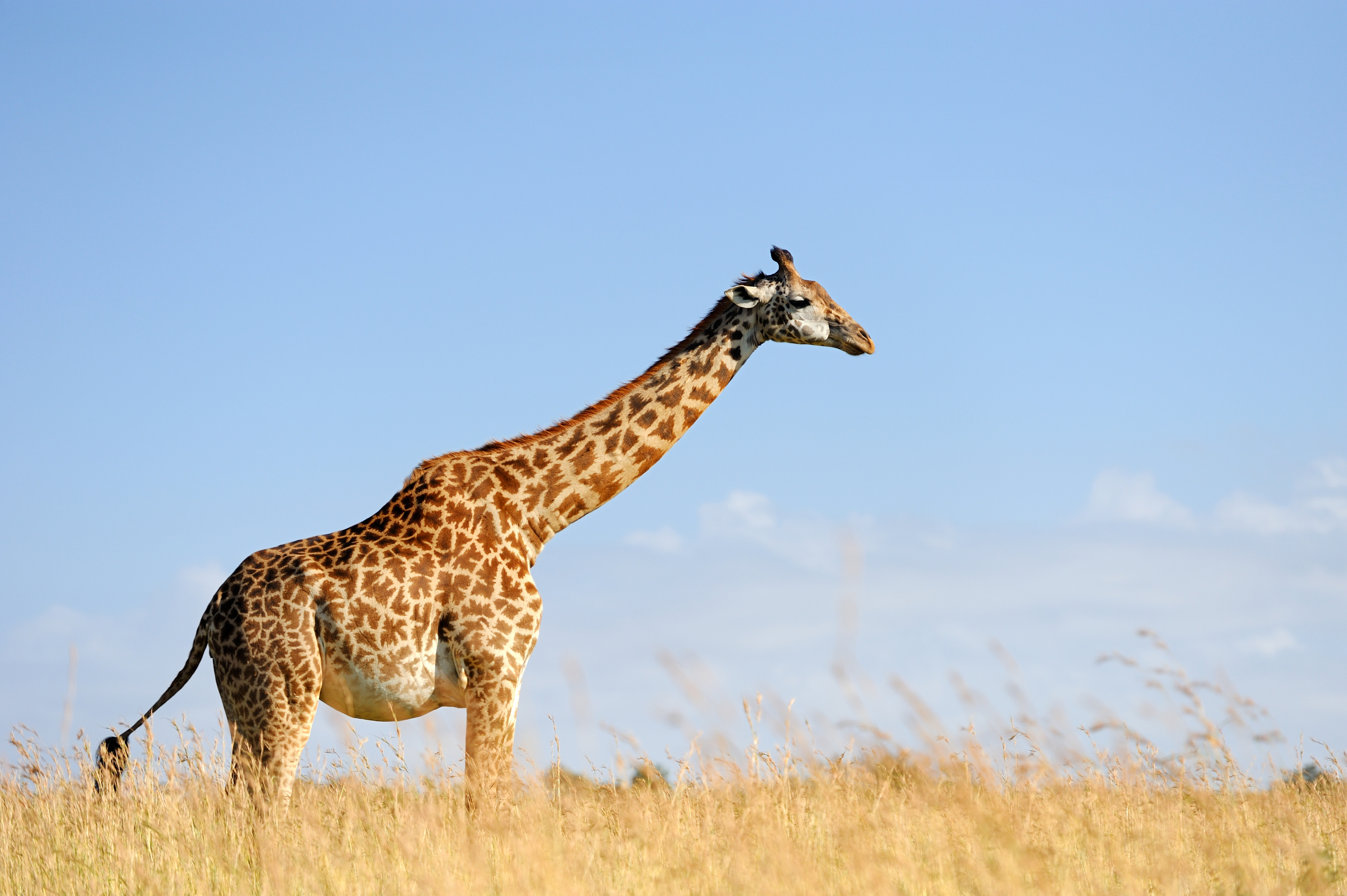 Unveiling the Elegance: The Enigma of the Spotless Giraffe